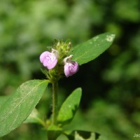 Rostellularia procumbens (L.) Nees